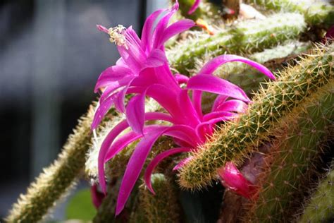 Nada De Sombra E Gua Fresca Saiba Como Cuidar De Cactos Da Forma