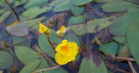 Indy Parks Nature Blog: Bladderwort-A Carnivorous Plant