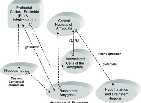 Neural Circuitry Of Fear Conditioning And Its Extinction The Bla Pfc Download Scientific