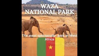 Ten Things To Do In Waza National Park Edea Cameroon Gems Travel