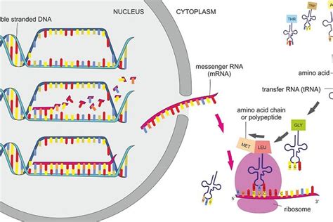 Sintesis Protein Proses Transkripsi Dan Translasi Halaman All