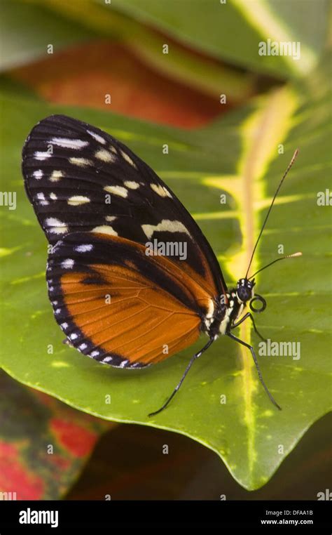 Golden Helicon Heliconius Hecale Victoria Butterfly Garden Victoria