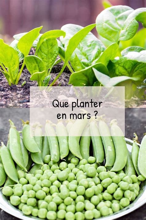 Que Planter En Mars Au Potager Fiches Pratiques Du Jardin Potager