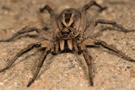 The Planet’s Deadliest Spiders: 15 You Need to Avoid - Passing Thru ...