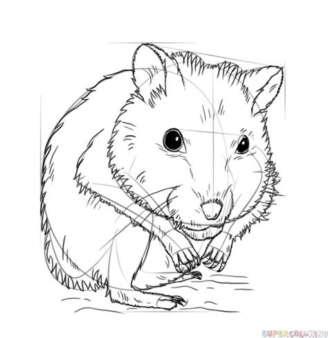 50 Best Ideas For Coloring Dwarf Hamsters Lifespan