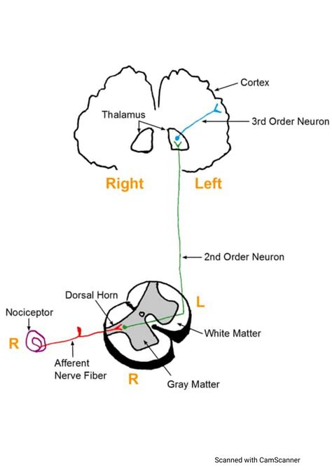 SOLUTION Pain Pathway Lateral Spinothalamic Tract Studypool