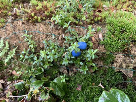 Gaultheria Tricyphylla Col Sikkim Alpines Dk