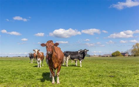 Red Holstein Cow In The Dutch Landscape Stock Photo Image Of