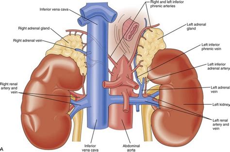 Where Is My Adrenal Gland Located Verquest