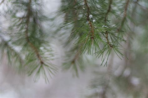 Fir Tree Tranquility Needle Plant Part Focus On Foreground