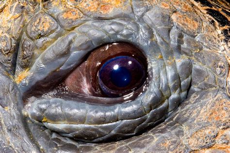 Eye Of A Galapagos Tortoise Photograph By Gregory G Dimijian