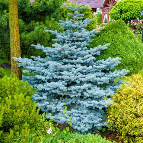 Enhancing Your Landscape With Blue Colored Evergreen Trees A Guide To