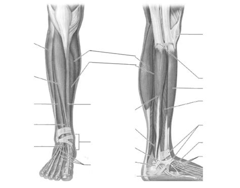 Muscles of the ankle and foot Quiz