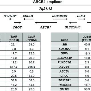 Rna Seq Reveals Coordinated Overexpression Of Abcb Amplicon Genes In