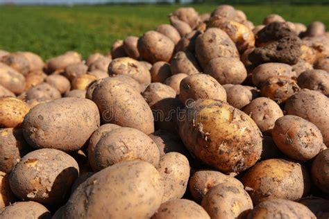 Harvesting Potatoes From The Field And Sorting Them On A Potato Crop