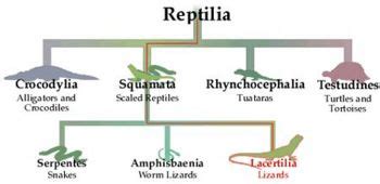 Lizard Taxonomy and Identification - WikiVet English