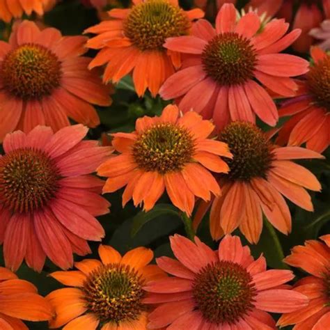 Echinacea ‘artisan Red Ombre Pépinière Jasmin