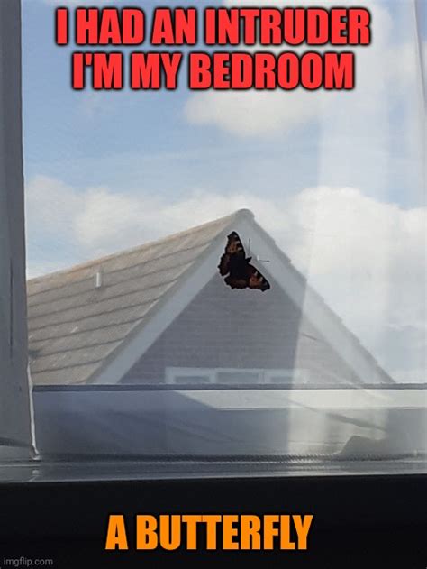 Butterfly Intruder Imgflip