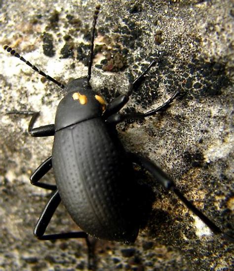 Fungus On Darkling Beetle Eleodes Goryi Bugguide Net