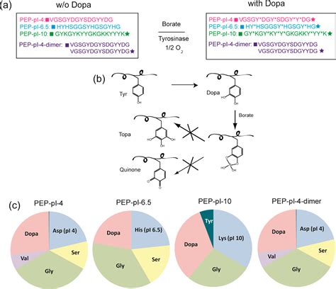 Bridging Adhesion Of Mussel Inspired Peptides Role Of Charge Chain Length And Surface Type