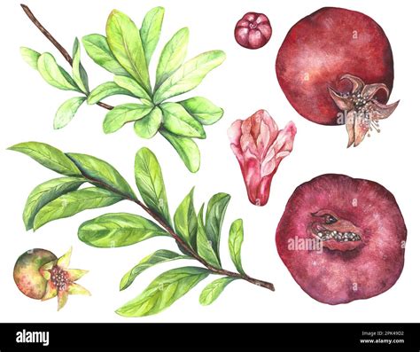 Watercolor Illustration Of A Set Of Juicy Burgundy Red Pomegranates