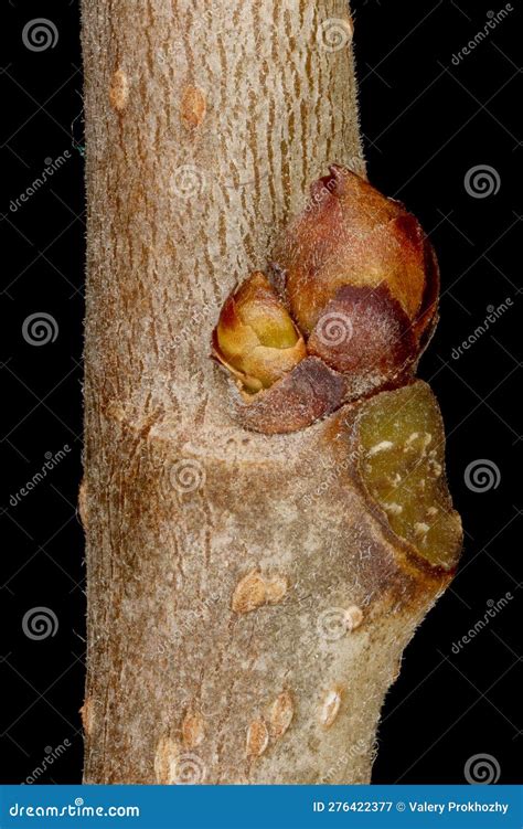 White Mulberry Morus Alba Lateral And Ancillary Buds Closeup Stock