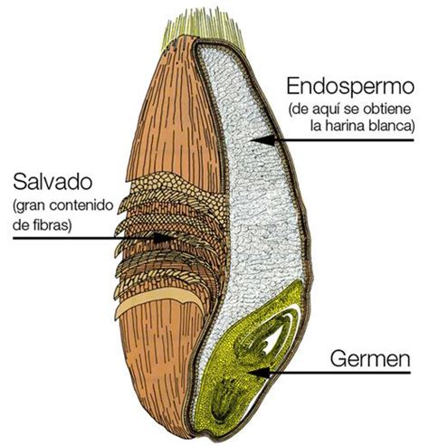 Partes Que Tiene El Grano De Trigo Wheat Recipes Wheat Germ Wheat Bread