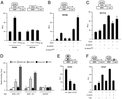 β Catenin Tcf4 Activates Zeb1 Transcription A Sw480 And Hct116 Cells