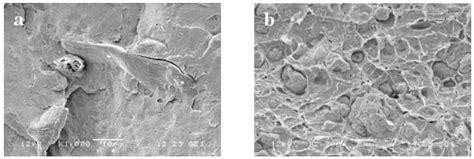 Polymers | Free Full-Text | Functionalization, Compatibilization and ... 