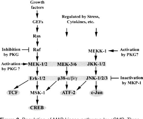 Figure 2 From This Review Is Part Of A Thematic Series On Cyclic Gmp