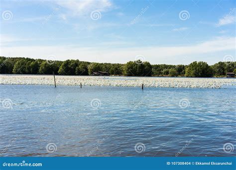 The Oyster farm. stock photo. Image of fisherman, adriatic - 107308404