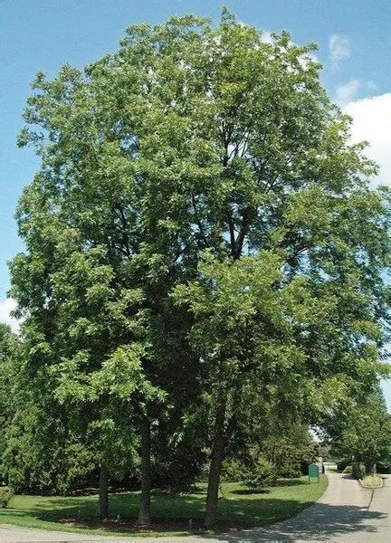 Desirable Pecan Tree – Forestry.com