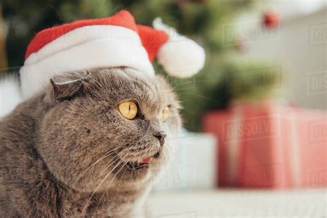 Funny Scottish Fold Cat In Santa Hat Lying Under Christmas Tree Stock