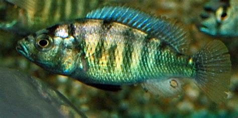 Victoria Cichlid Ch Ruinemans Group