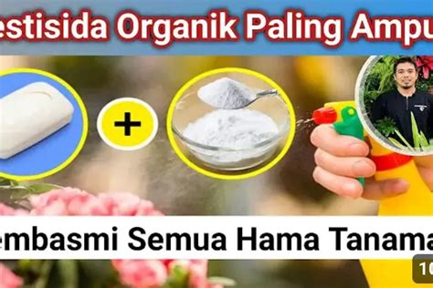 Pestisida Organik Terkuat Untuk Mengatasi Semua Hama Tanaman Cara