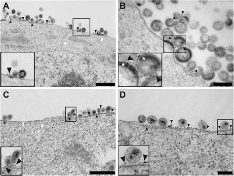 Figure 3 From Native Immunogold Labeling Of Cell Surface Proteins And