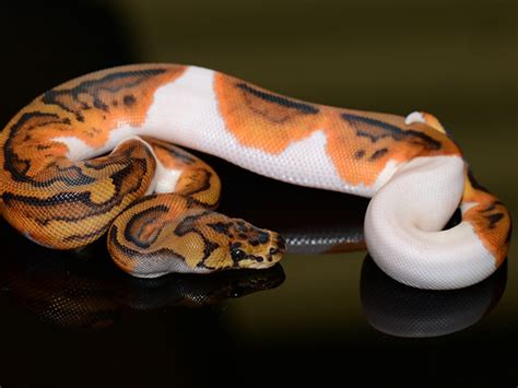 Clown Pied Ball Python By Jons Jungle Llc Morphmarket Usa