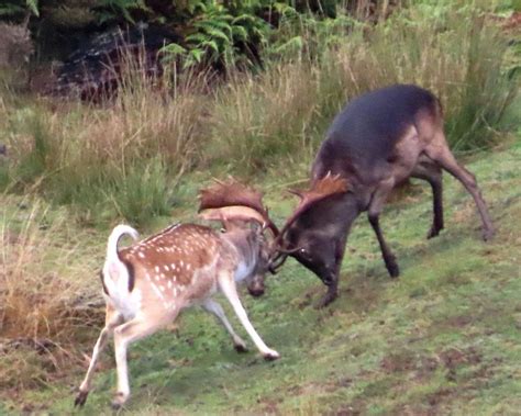 Brutal Fallow Bucks Poronui Hunting