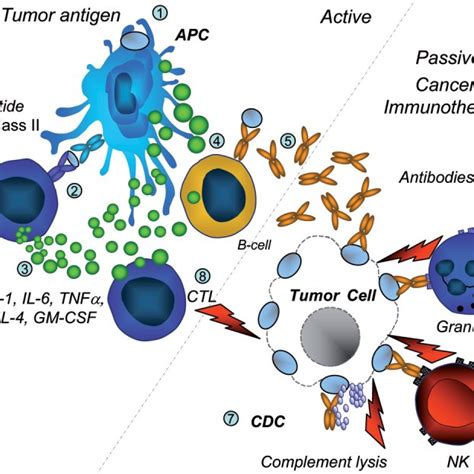 The Three Phases Of The Cancer Immunoediting Process Elimination