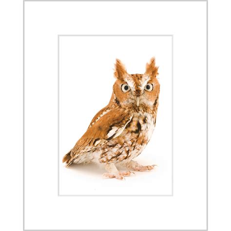 Eastern Screech Owl Red