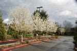 Pyrus Calleryana Aristocrat Callery Pear Leafland Limited Best