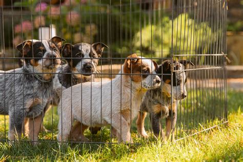 Tortolì grandi novità al canile tra lotta al randagismo e inclusione