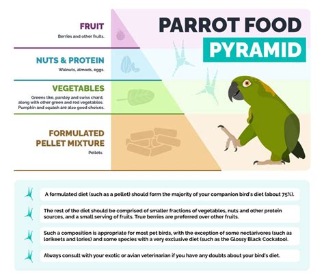 Monk Parakeet: Pictures, Personality, Diet, Care Guide & More | Hepper