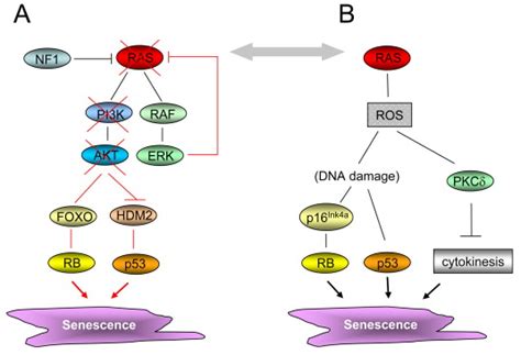 Ras Unplugged Negative Feedback And Oncogene Induced Senescence