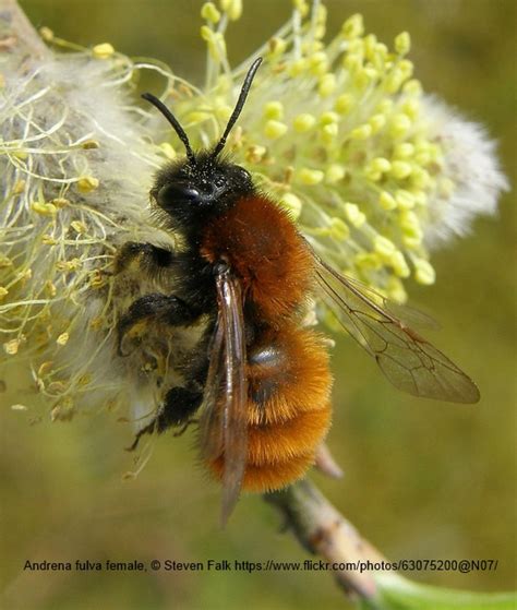 Solitary Bees All Ireland Pollinator Plan