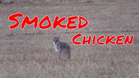 Coyote Hunting Episode 12 Smoked Chicken Youtube