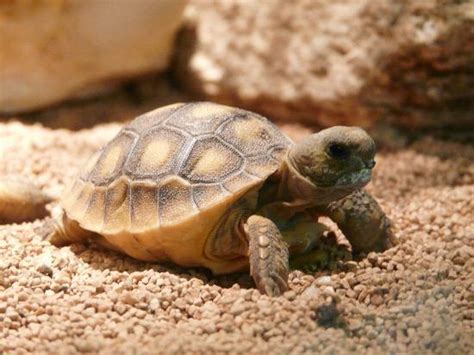 Baby Gopher Tortoise Picture Of Ellie Schiller Homosassa Springs