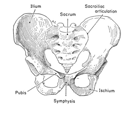 PELVIS AND HIP Flashcards Quizlet