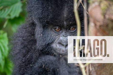 A Baby Mountain Gorilla Gorilla Beringei Beringei Of The Muhoza Group