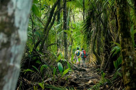 Parque Nacional del Corcovado uno de los lugares más verdes del